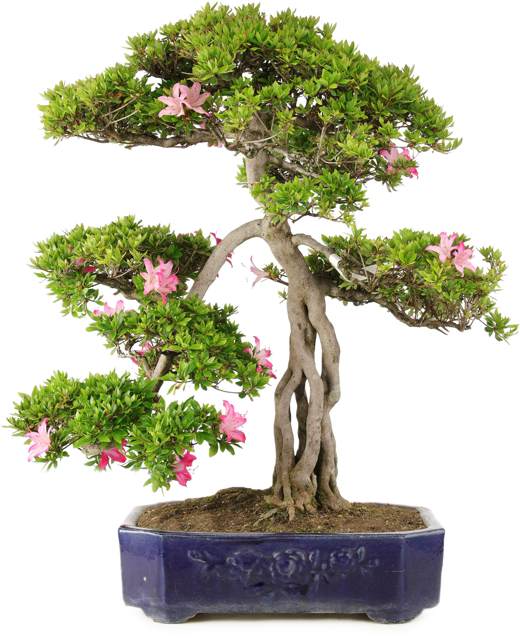 Rhododendron indicum, 65,5 cm,  25 Jahre alt, in einem Topf mit  abgebrochenem Fu - Bonsai Plaza