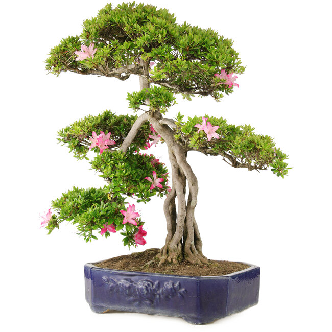 Rhododendron indicum Suzu-no-Homare, 65,5 cm, ± 25 ans, en pot avec un pied ébréché