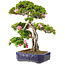 Rhododendron indicum Suzu-no-Homare, 65,5 cm, ± 25 anni, in vaso con piede scheggiato