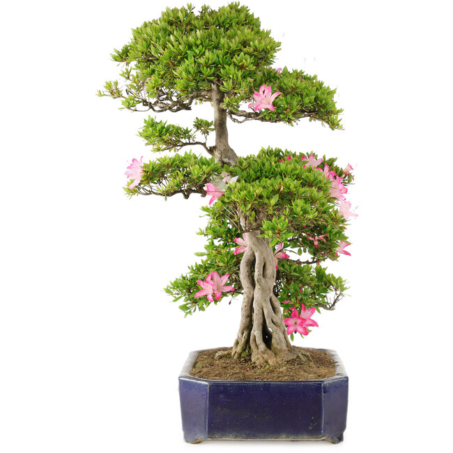 Rhododendron indicum Suzu-no-Homare, 65,5 cm, ± 25 jaar oud, in pot met afgebroken voet