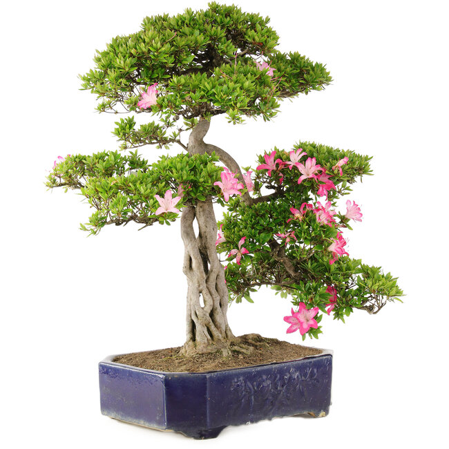 Rhododendron indicum Suzu-no-Homare, 65,5 cm, ± 25 years old, in a pot with a chipped foot