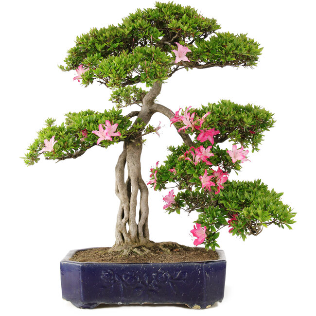 Rhododendron indicum Suzu-no-Homare, 65,5 cm, ± 25 years old, in a pot with a chipped foot