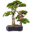 Rhododendron indicum Suzu-no-Homare, 65,5 cm, ± 25 years old, in a pot with a chipped foot