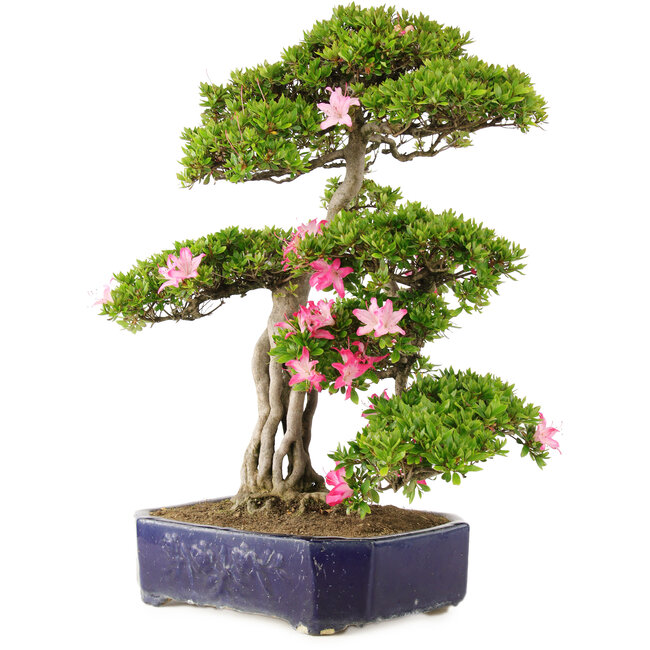 Rhododendron indicum Suzu-no-Homare, 65,5 cm, ± 25 Jahre alt, in einem Topf mit abgebrochenem Fuß
