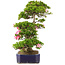 Rhododendron indicum Suzu-no-Homare, 65,5 cm, ± 25 anni, in vaso con piede scheggiato