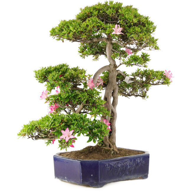 Rhododendron indicum Suzu-no-Homare, 65,5 cm, ± 25 jaar oud, in pot met afgebroken voet