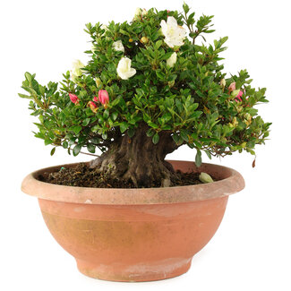 Rhododendron indicum Sansai, 30 cm, ± 25 ans