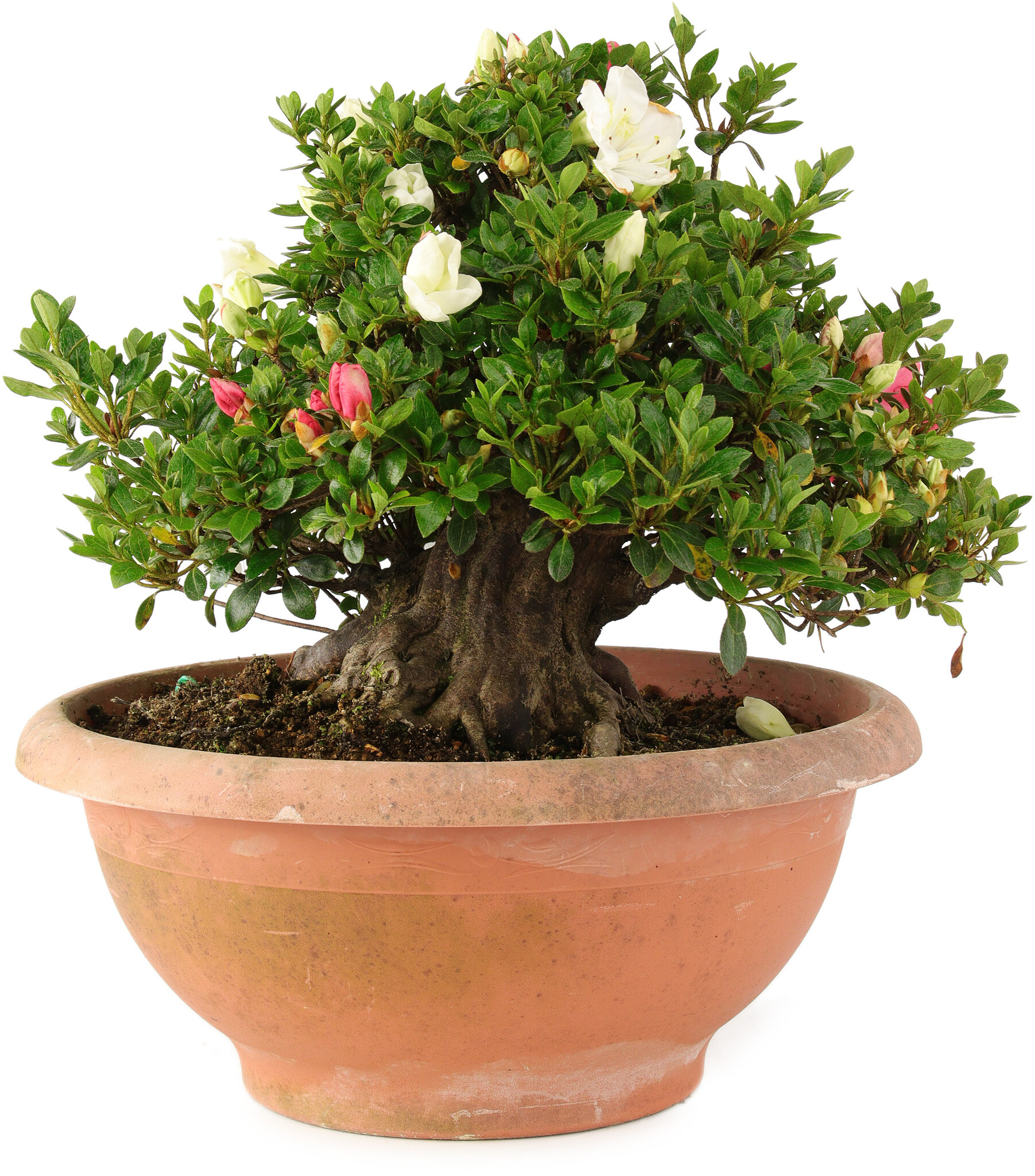 Rhododendron indicum, 30 cm,  25 years old - Bonsai Plaza