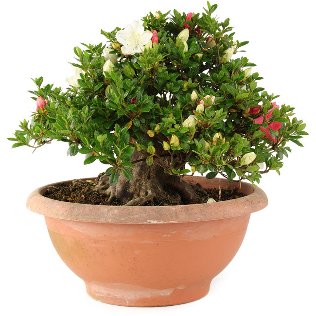 Rhododendron indicum Sansai, 30 cm, ± 25 años