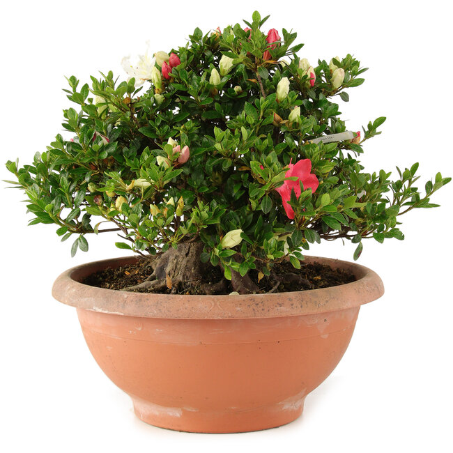 Rhododendron indicum Sansai, 30 cm, ± 25 jaar oud