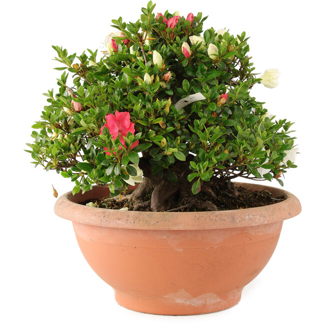 Rhododendron indicum Sansai, 30 cm, ± 25 Jahre alt