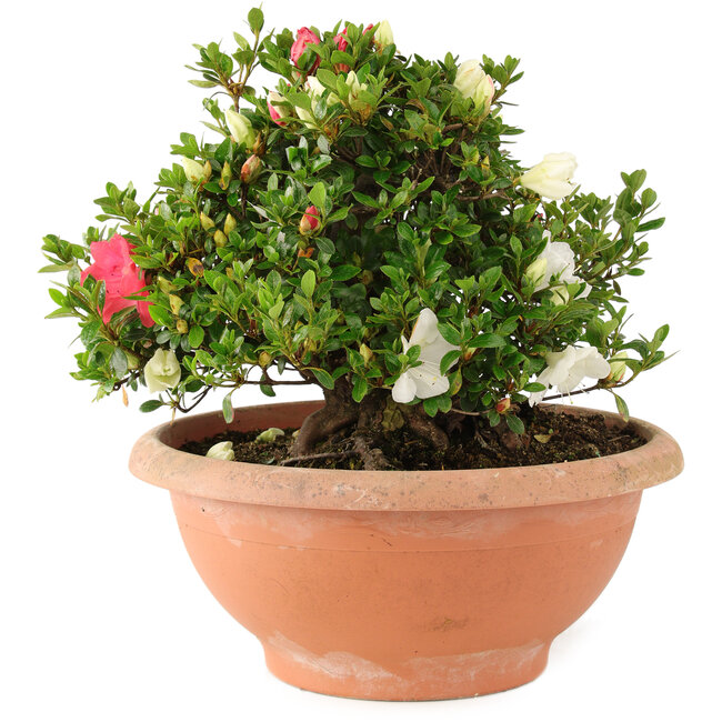 Rhododendron indicum Sansai, 30 cm, ± 25 years old