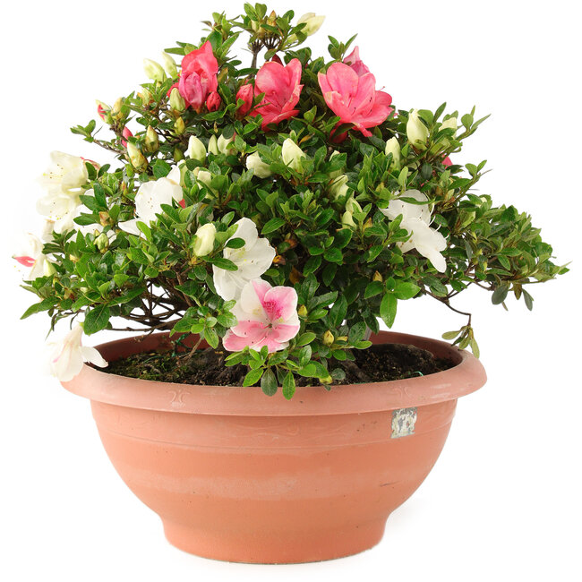 Rhododendron indicum Sansai, 32 cm, ± 25 Jahre alt