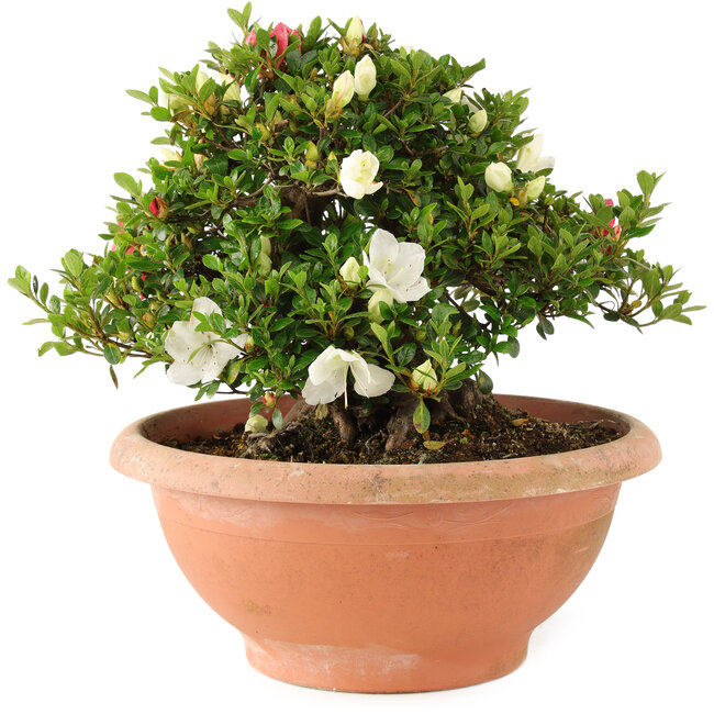 Rhododendron indicum Sansai, 30 cm, ± 25 Jahre alt