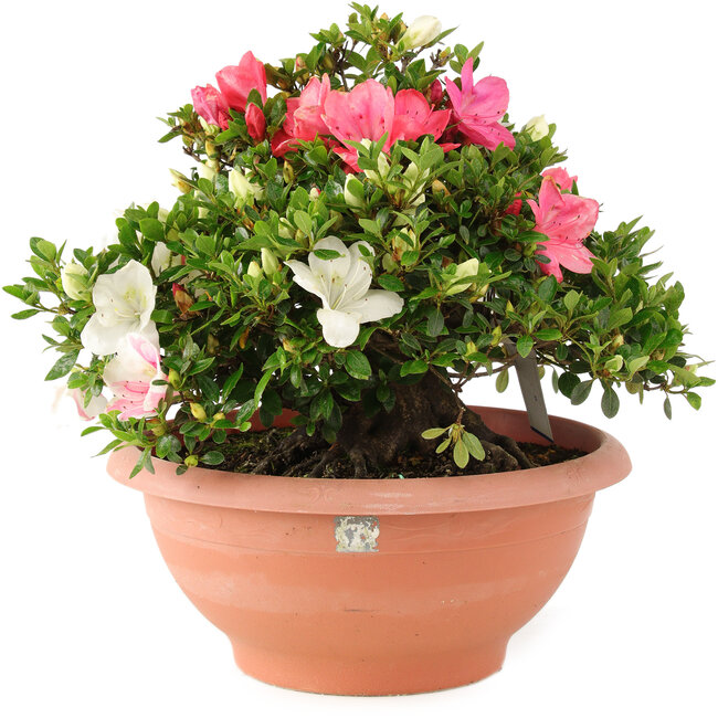 Rhododendron indicum Sansai, 32 cm, ± 25 anni