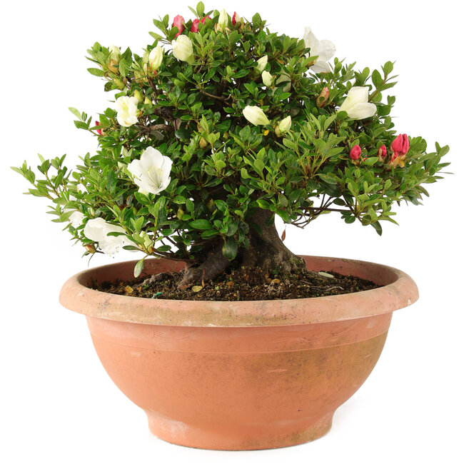 Rhododendron indicum Sansai, 30 cm, ± 25 anni