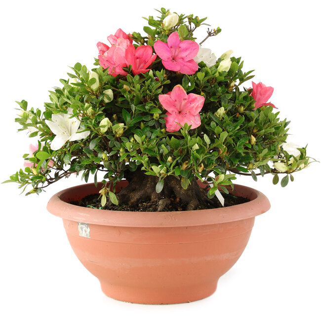 Rhododendron indicum Sansai, 32 cm, ± 25 Jahre alt