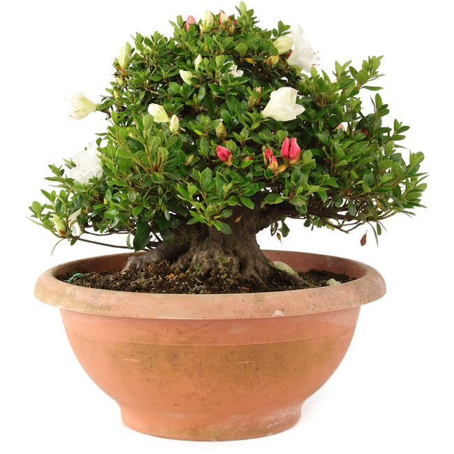 Rhododendron indicum Sansai, 30 cm, ± 25 anni