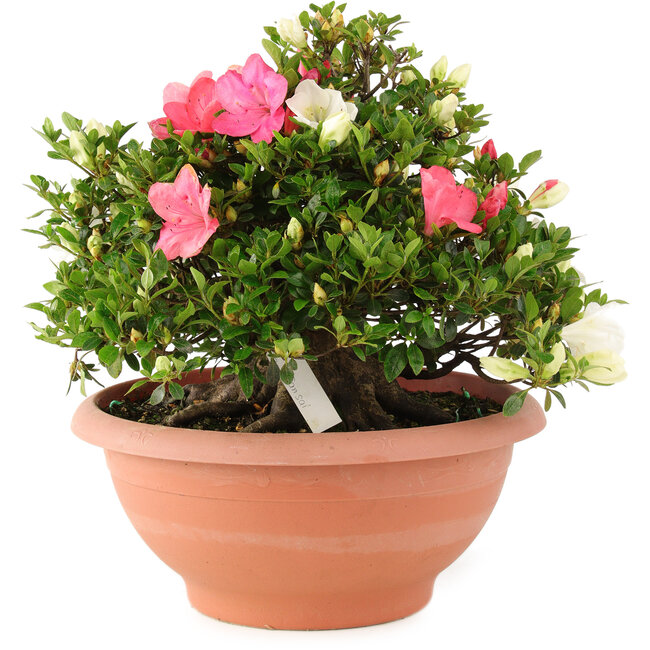 Rhododendron indicum Sansai, 32 cm, ± 25 jaar oud