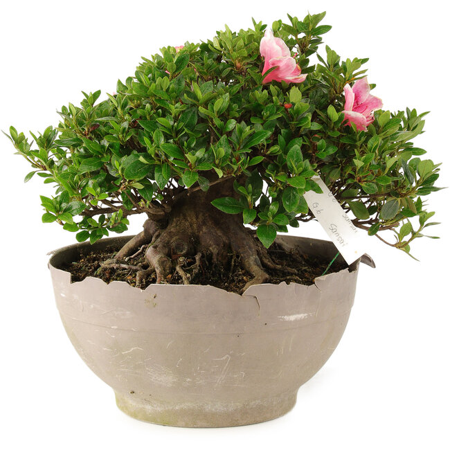 Rhododendron indicum Sansai, 25 cm, ± 25 ans