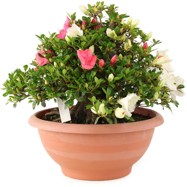 Rhododendron indicum Sansai, 32 cm, ± 25 ans