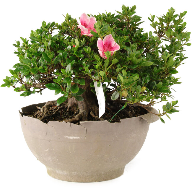 Rhododendron indicum Sansai, 25 cm, ± 25 años