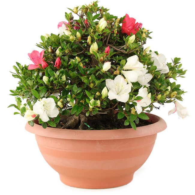 Rhododendron indicum Sansai, 32 cm, ± 25 Jahre alt