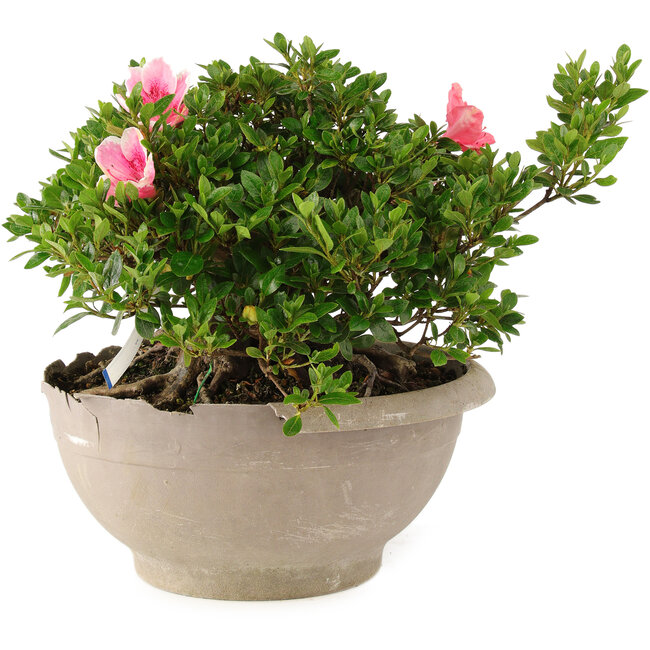 Rhododendron indicum Sansai, 25 cm, ± 25 ans