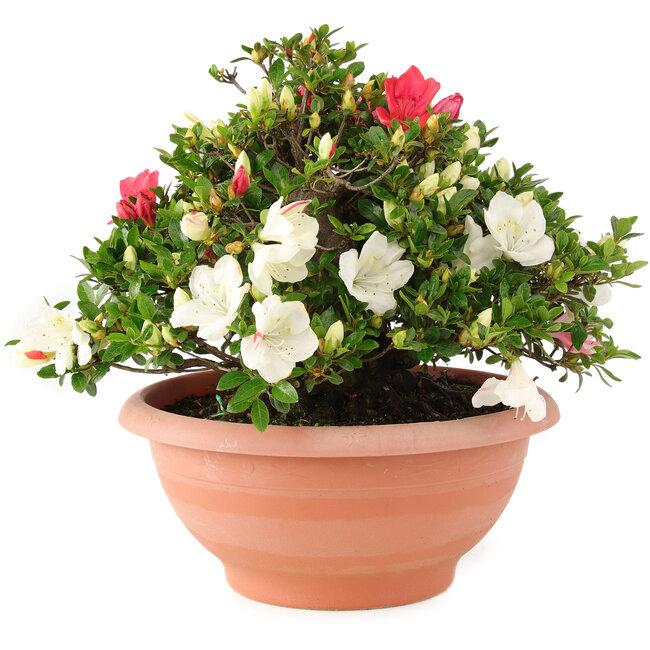 Rhododendron indicum Sansai, 32 cm, ± 25 ans