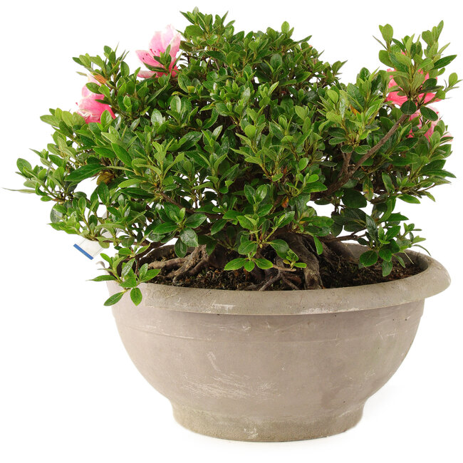 Rhododendron indicum Sansai, 25 cm, ± 25 years old