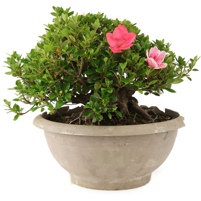 Rhododendron indicum Sansai, 25 cm, ± 25 jaar oud