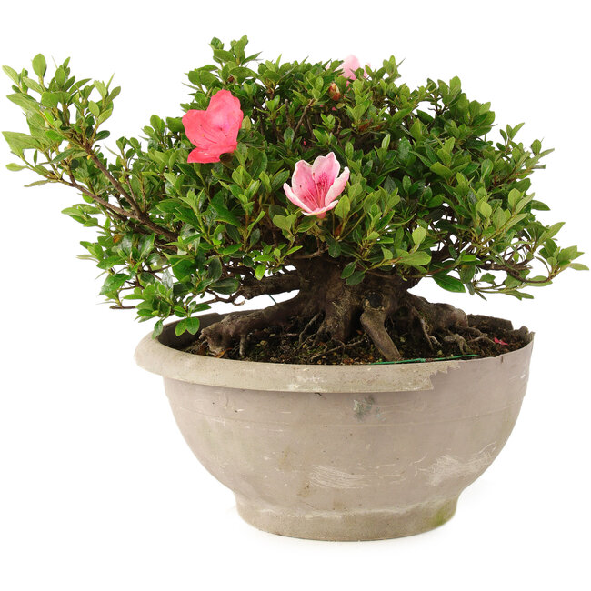 Rhododendron indicum Sansai, 25 cm, ± 25 jaar oud