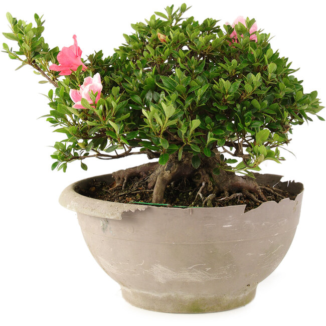 Rhododendron indicum Sansai, 25 cm, ± 25 años