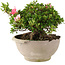Rhododendron indicum Sansai, 25 cm, ± 25 ans