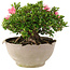 Rhododendron indicum Sansai, 25 cm, ± 25 jaar oud