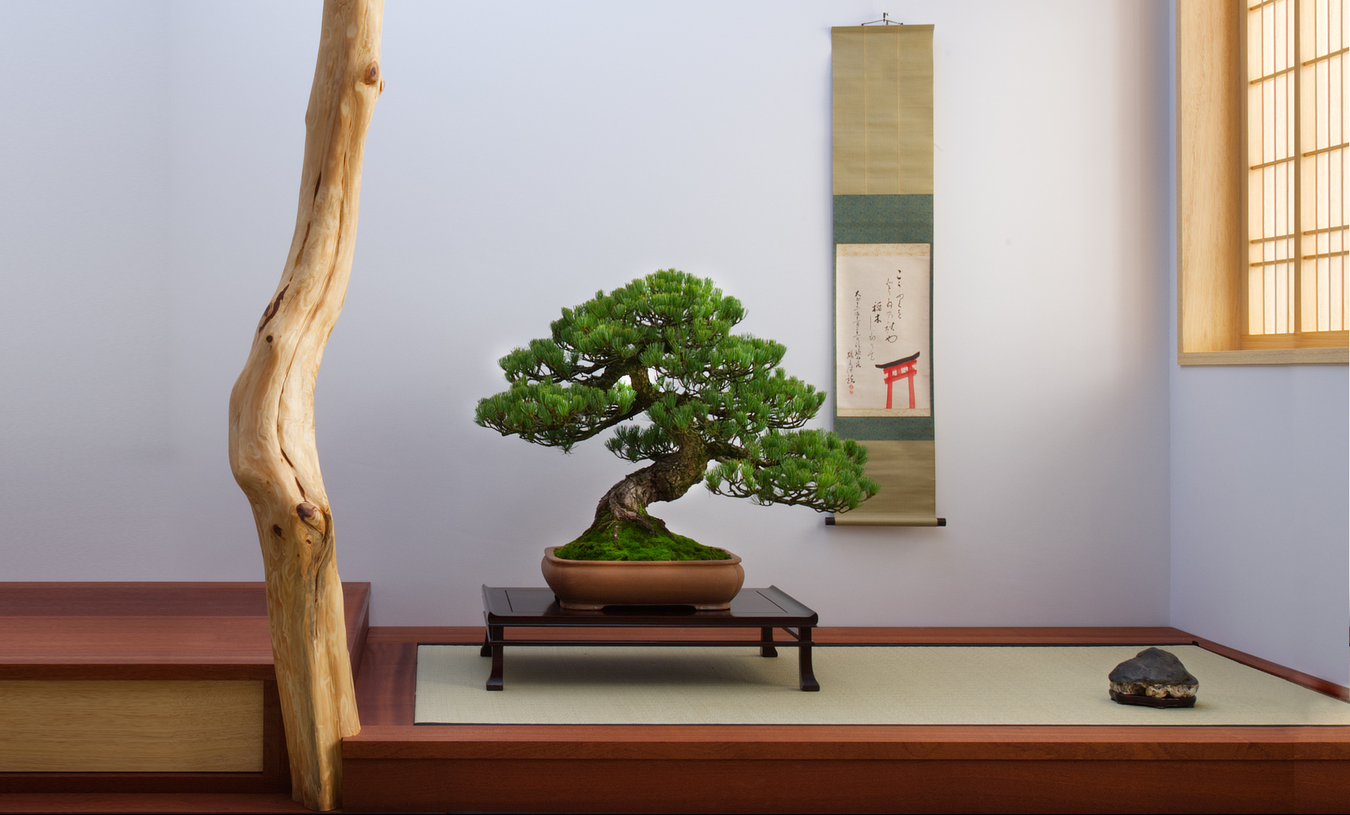 Una forma d'arte senza tempo: L'incanto di Maarten per il bonsai giapponese.