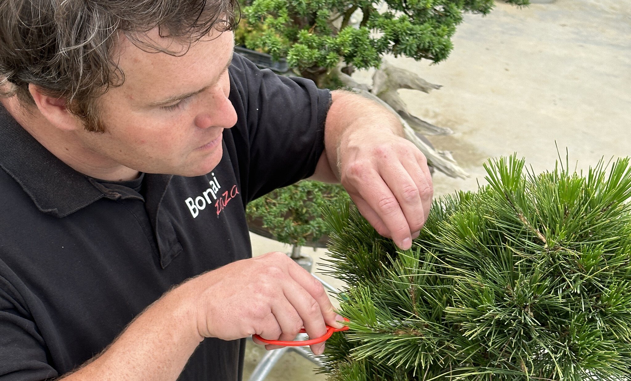 Candle pruning: When and How to Trim Your Pine Bonsai Candles