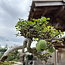 Chaenomeles speciosa, 10,5 cm, ± 40 years old