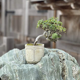 Chaenomeles speciosa Chojubai, 10,5 cm, ± 40 Jahre alt