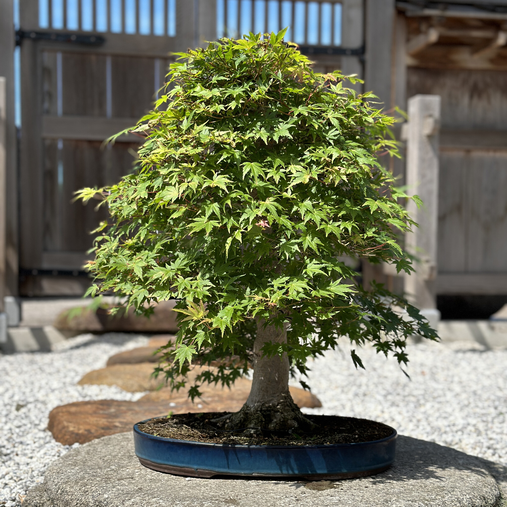 Acer palmatum, 63 cm, ± 20 anni - Bonsai Plaza