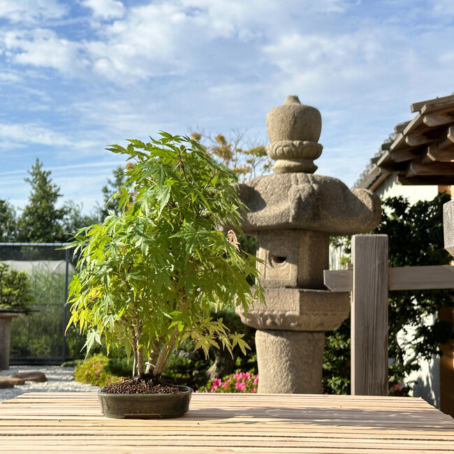 Acer palmatum, 35 cm, ± 5 años