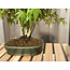 Acer palmatum, 35 cm, ± 5 jaar oud