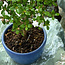 Serissa Foetida, 11 cm, ± 5 jaar oud, met kleine witte bloemen