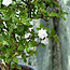 Serissa Foetida, 11 cm, ± 5 anni, con piccoli fiori bianchi