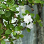 Serissa Foetida, 11 cm, ± 5 Jahre alt, mit kleinen weißen Blüten