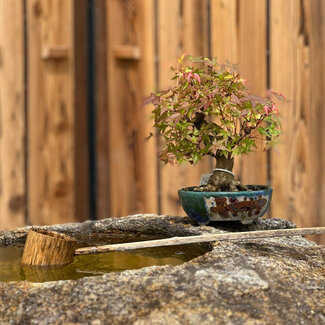 Bunzan Acer palmatum, 18 cm, ± 15 anni