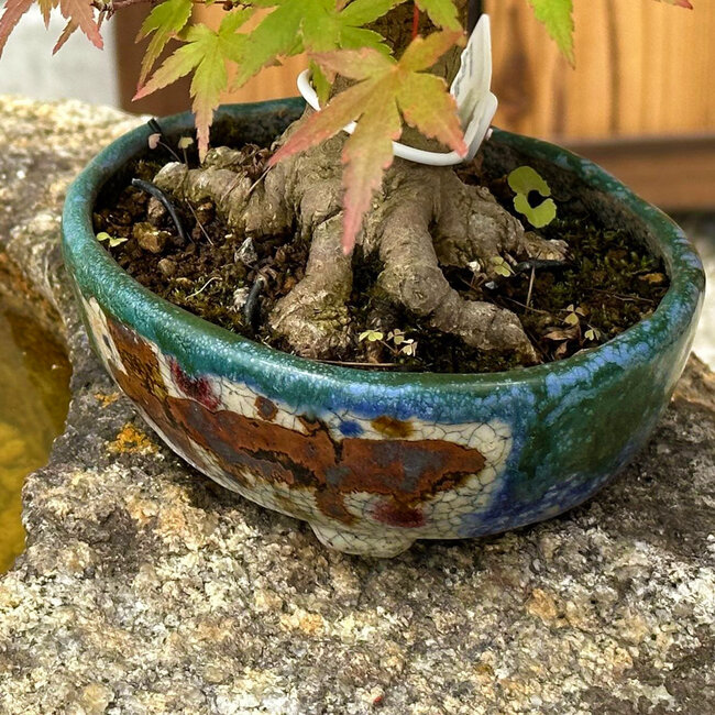 Acer palmatum, 18 cm, ± 15 ans, avec un nebari de 45 cm