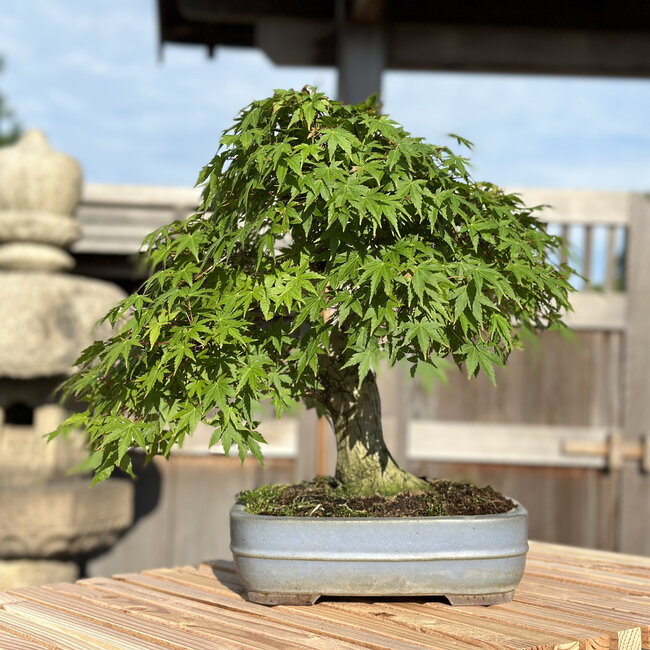 Acer palmatum, 34 cm, ± 30 Jahre alt, in einem handgefertigten japanischen Topf von Yamaaki