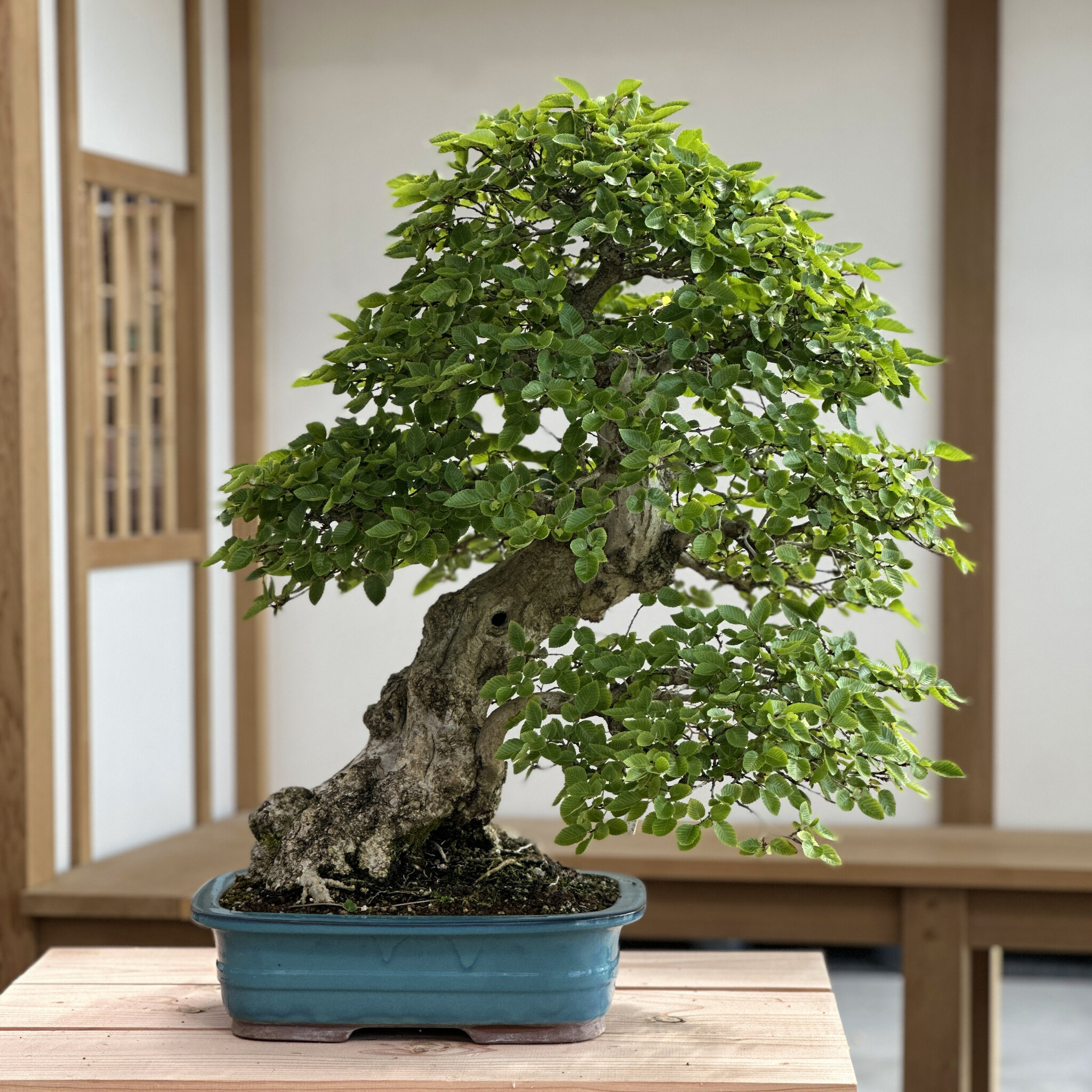 Bonsai Ficus Ginseng 70cm, Livraison plantes d'intérieur