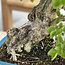 Carpinus coreana Yamadori, 63 cm, ± 60 years old